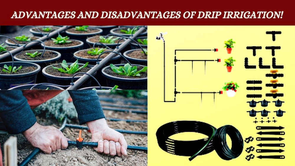 What Are The Advantages And Disadvantages Of Drip Irrigation