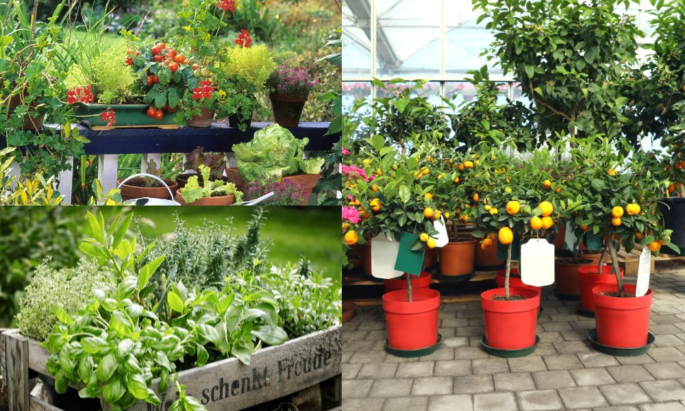 जनवरी में करें गार्डन की बेहतर शुरूआत, इन पौधों को लगाकर Plants That