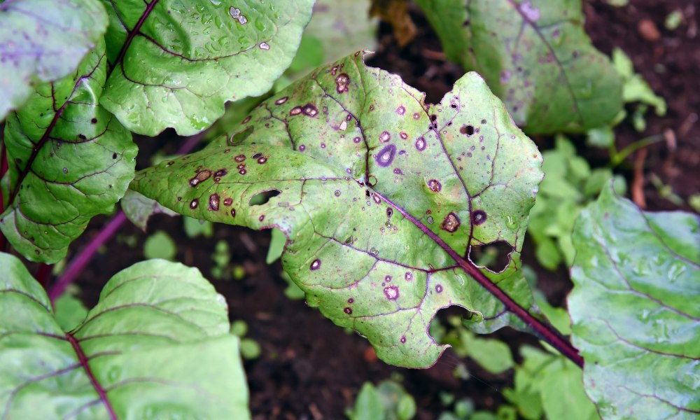 symptoms-of-diseases