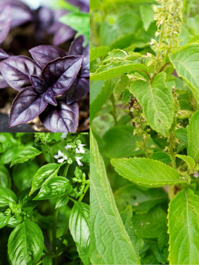 Types Of Basil (Tulsi) In India! - Organicbazar Blog