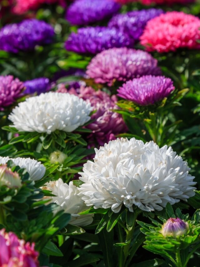 How To Grow Aster Flower From Seeds? Organicbazar Blog