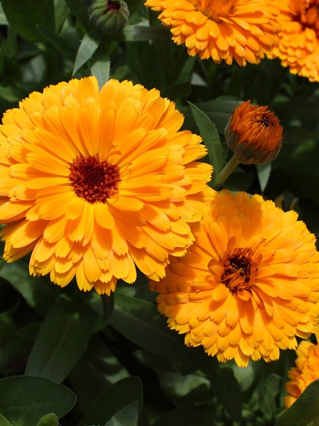 How To Grow Calendula Officinalis At Home? - Organicbazar Blog