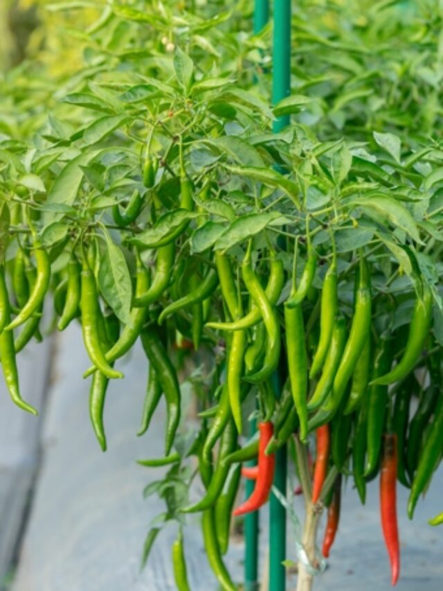 Amazing Tips To Increase The Growth Of Your Chilli Plants!