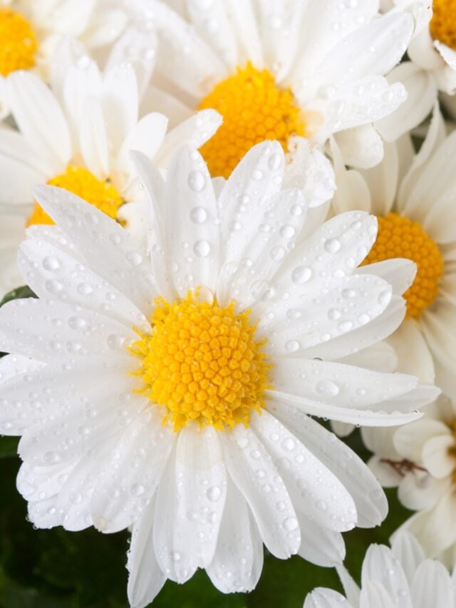 Chrysanthemum Plant Care Tips!
