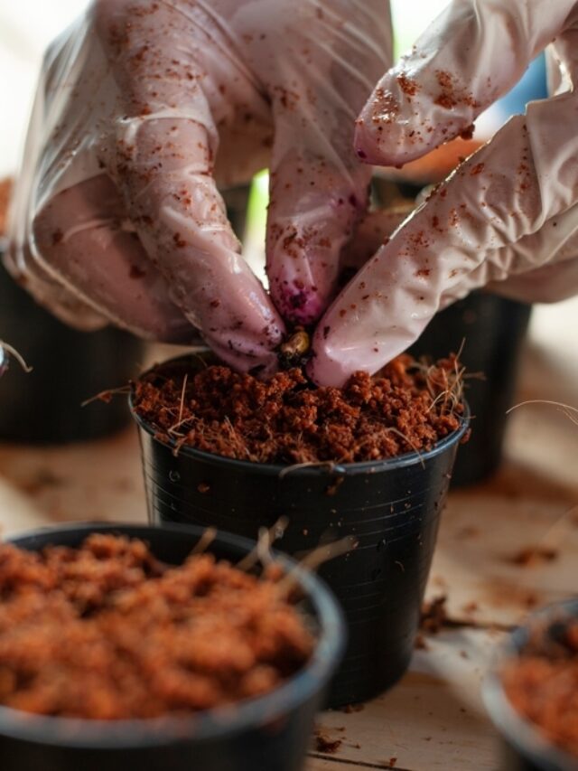 Can We Grow Plants Only In Coco Peat? Organicbazar Blog