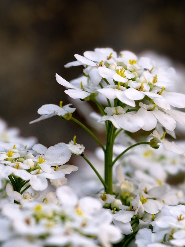 How To Grow Alyssum Flower From Seeds?