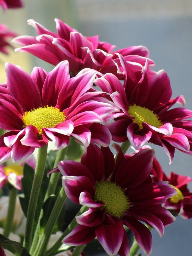 How To Grow Gazania Flower Plant?