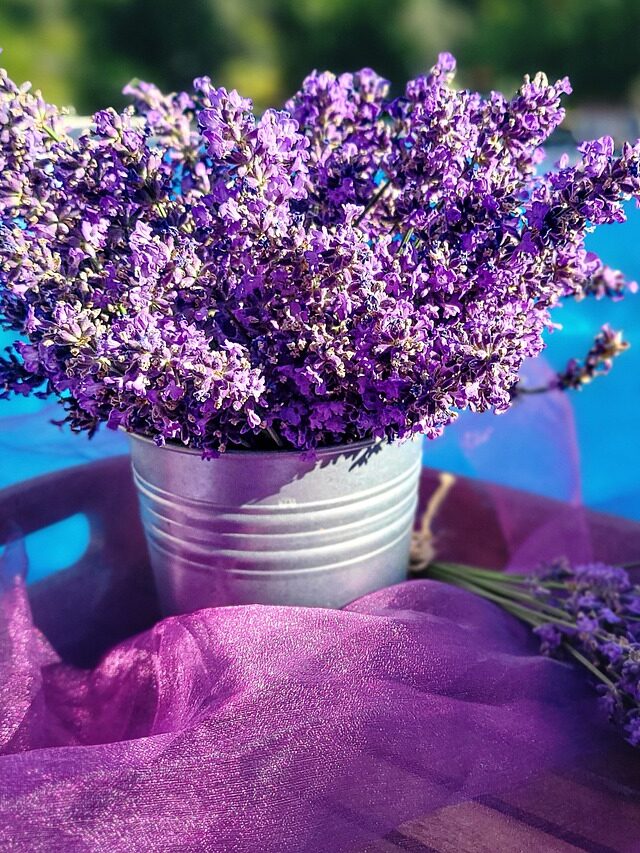 How To Grow Lavender From Seeds?