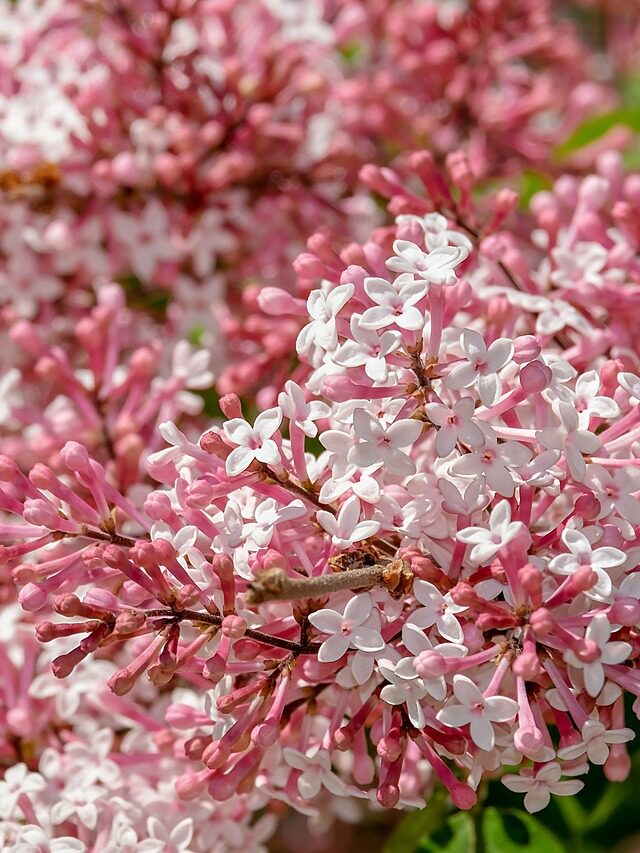 Best Fertilizer To Promote Flowering! Organicbazar Blog