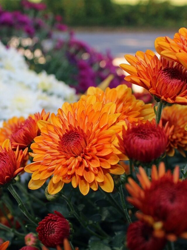 How To Grow Chrysanthemum From Seeds?