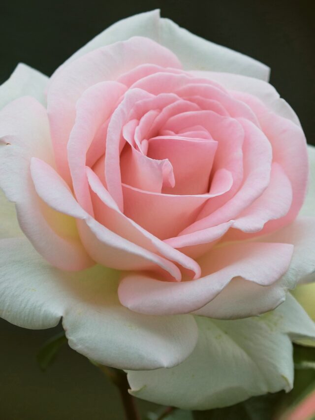 "Blooming Solutions Troubleshooting Tips for NonBlooming Roses"