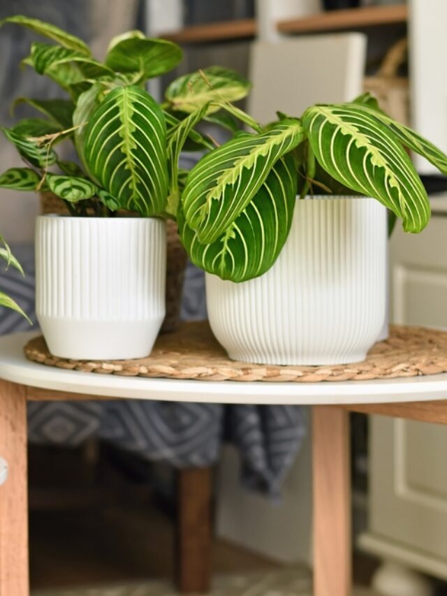 How To Prevent Potted Houseplants From Fungus? - Organicbazar Blog