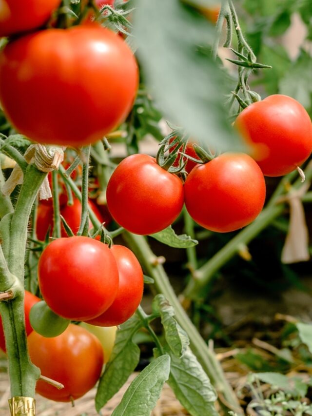 How To Grow Tomatoes At Home? Organicbazar Blog