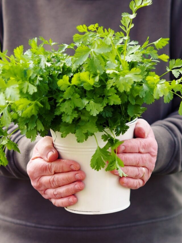 How To Grow Coriander At Home? Organicbazar Blog