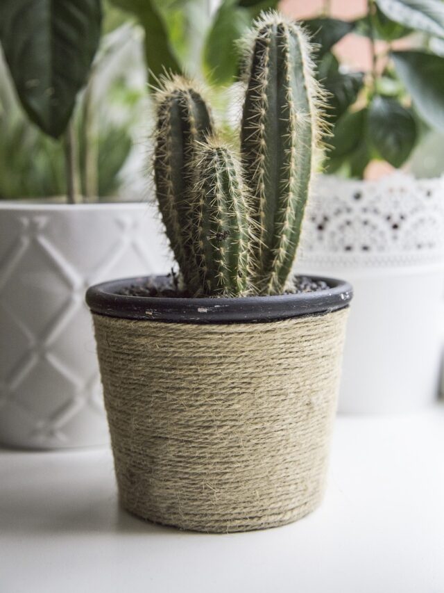 Plants That Grow In Coco Peat! Organicbazar Blog