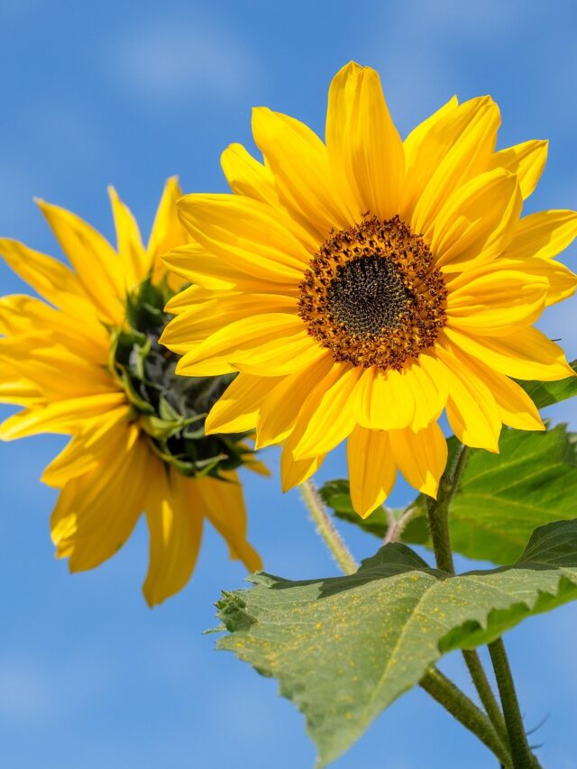 How To Grow Sunflower At Home? Organicbazar Blog