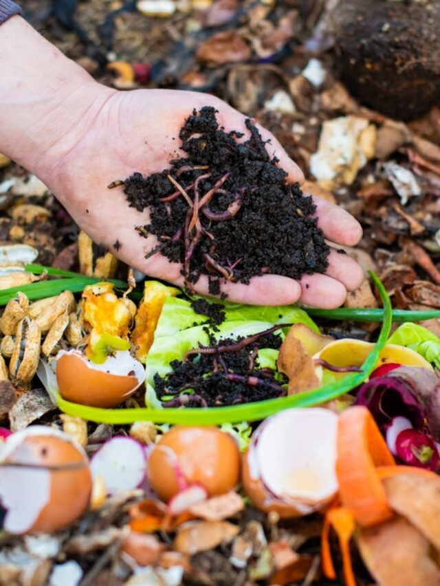 How To Make Compost From Kitchen Waste? Organicbazar Blog