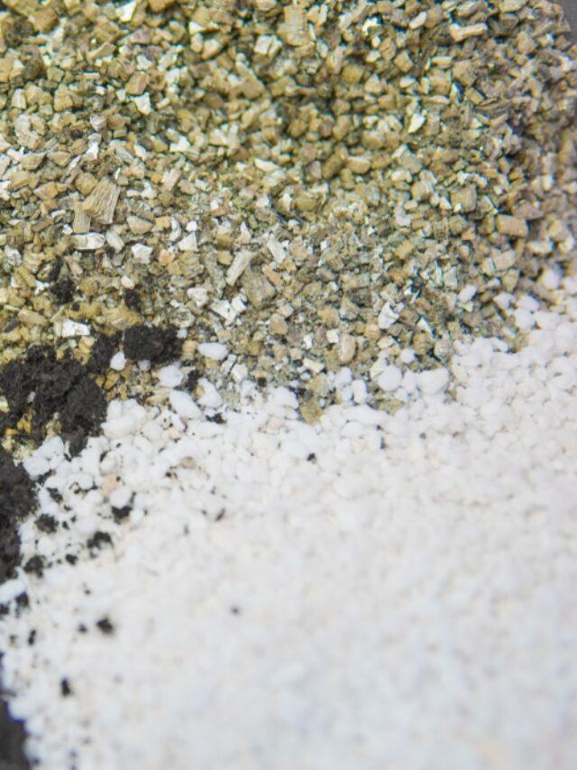 Perlite Vs. Vermiculite: What’s The Difference?