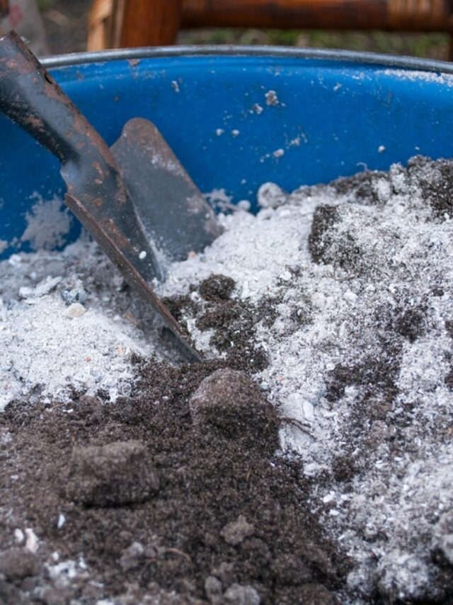 Benefits Of Wood Ash Fertilizer For Plants! - Organicbazar Blog