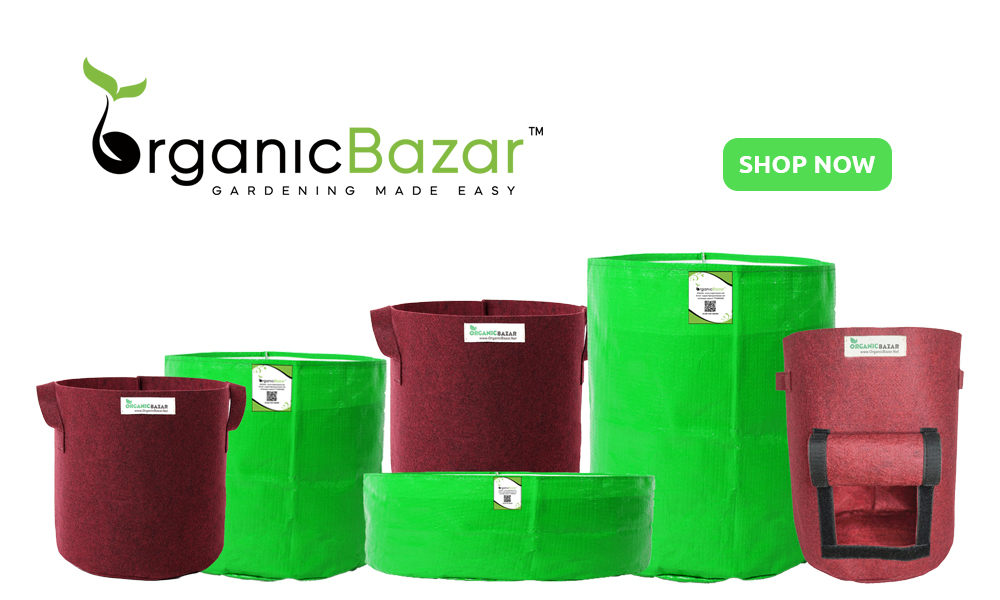टेरेस गार्डनिंग के लिए थोक रेट में खरीदें अच्छे ग्रो बैग्स Where To Buy Wholesale Grow Bags In