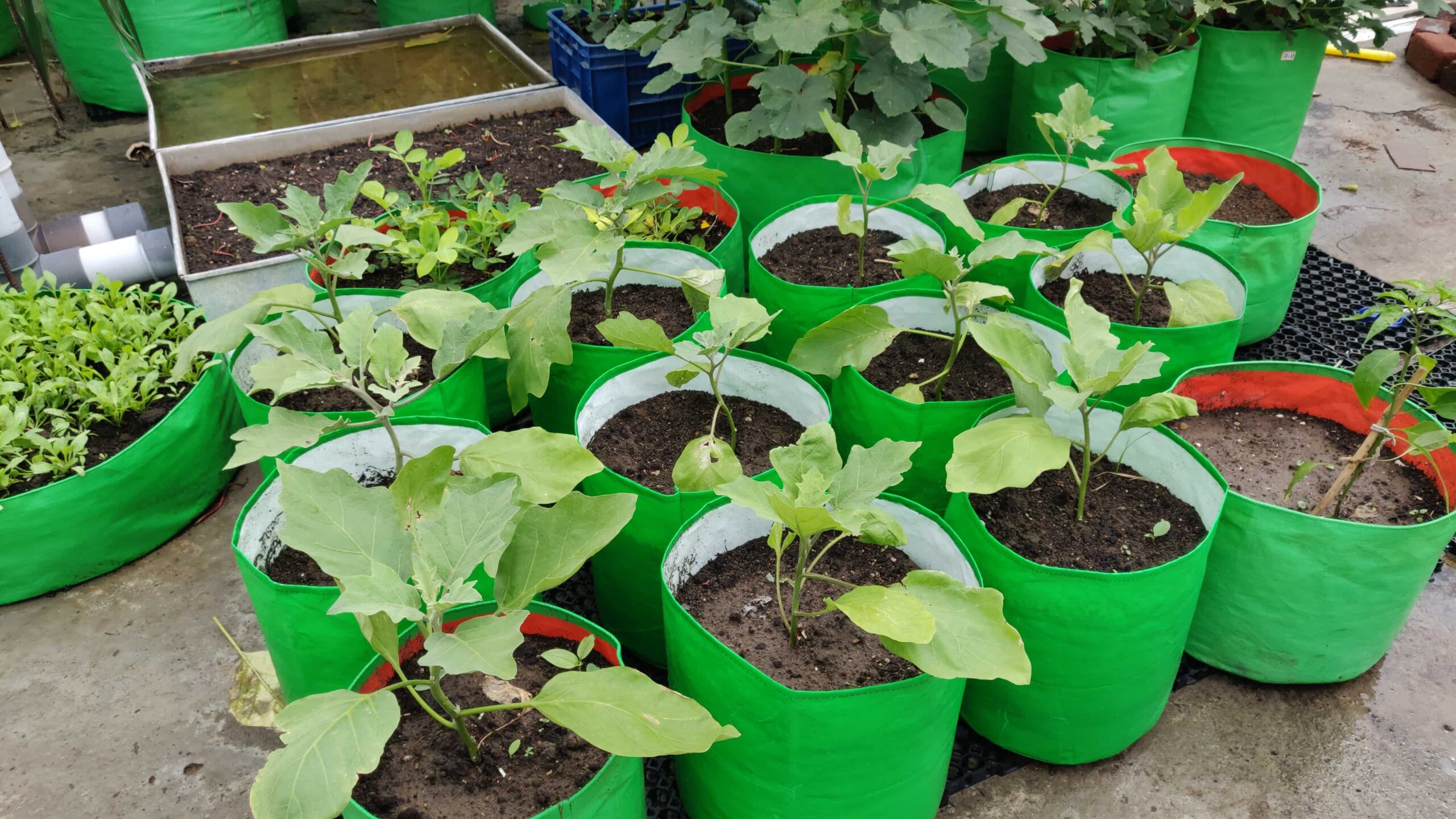 Benefits Of Gardening In Grow Bags! - Organicbazar Blog