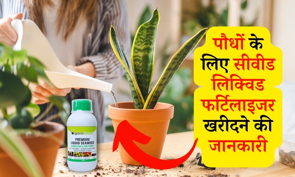 पौधे के लिए सीवीड फर्टिलाइजर खरीदने की जानकारी Where To Buy Seaweed