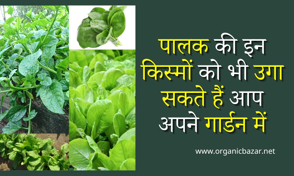 पालक की इन किस्मों को भी उगा सकते हैं आप अपने गार्डन में Different