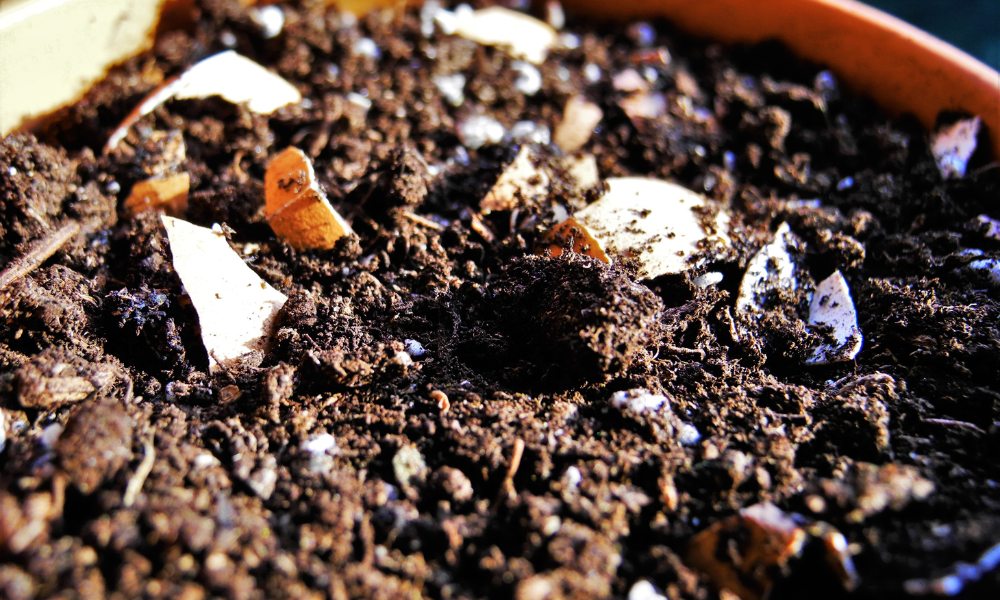 खाद के बिना मिट्टी की उर्वरता में सुधार कैसे करें, जानें टिप्स How To