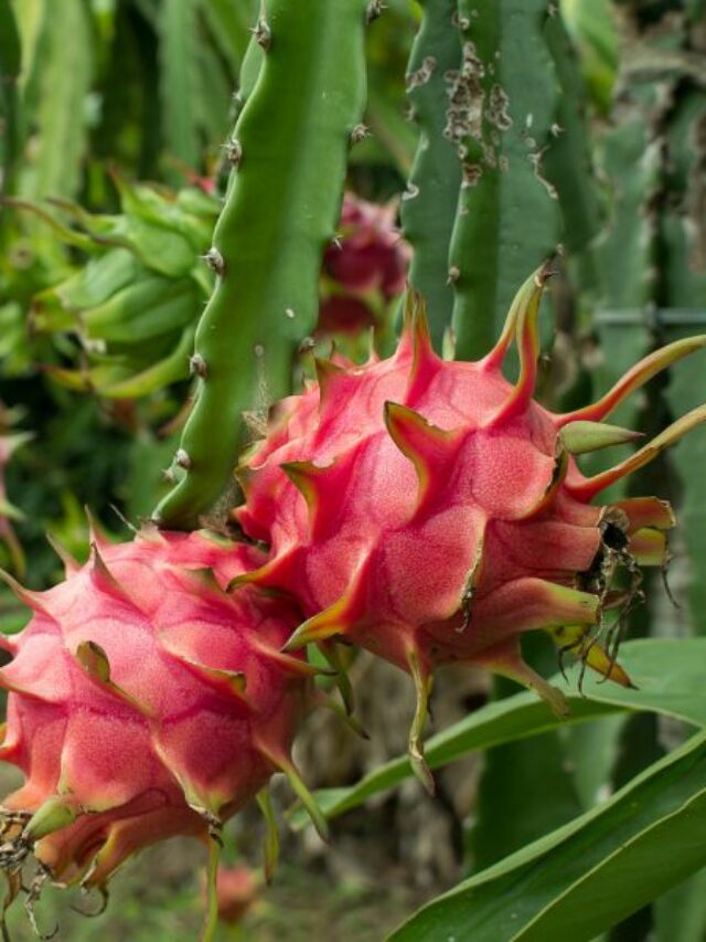 How To Grow Dragon Fruit Plant At Home?