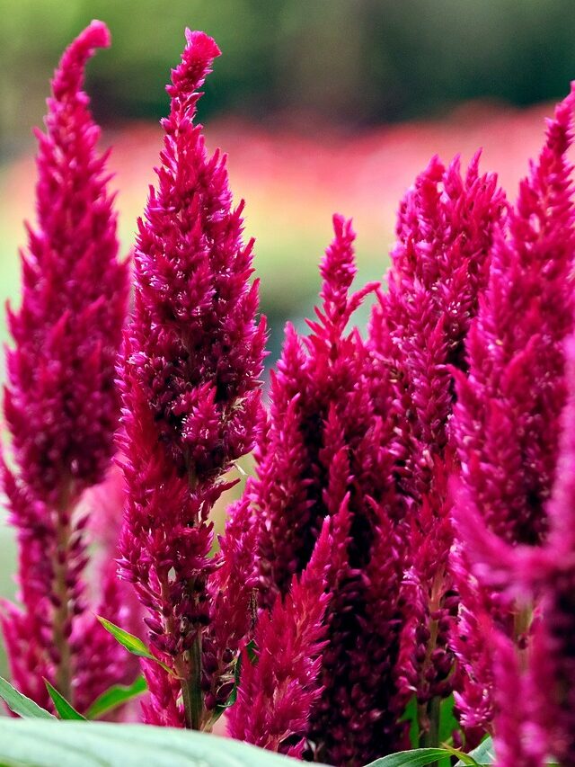 How To Grow Celosia Flower At Home? Organicbazar Blog
