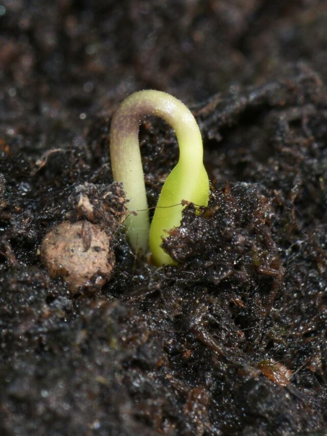 What To Do If Seeds Not Germinate? - Organicbazar Blog