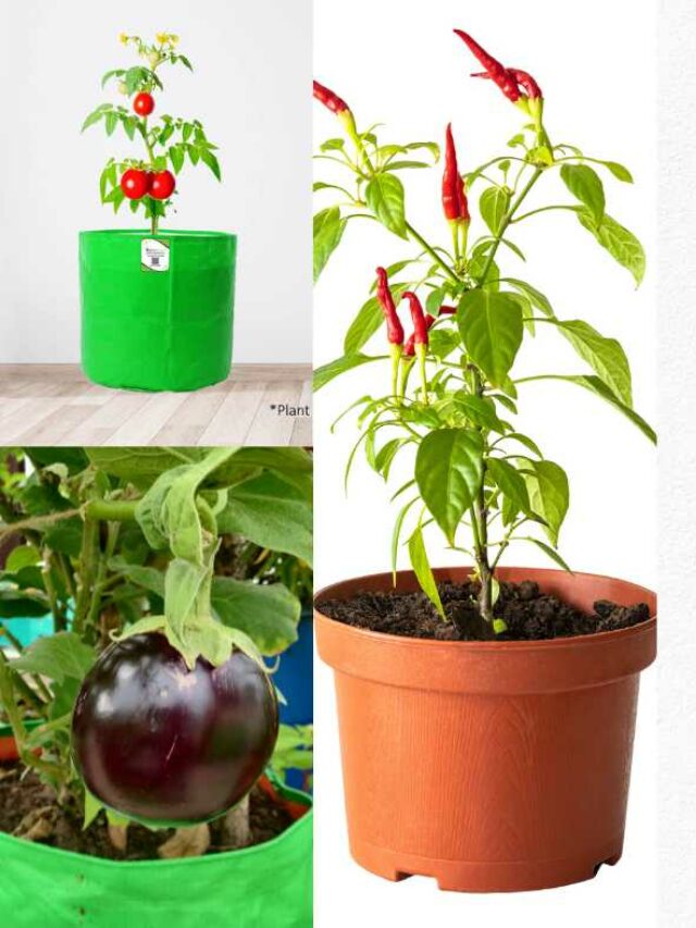 Best Grow Bag Size For Tomato, Brinjal And Chilli Plant! - Organicbazar ...