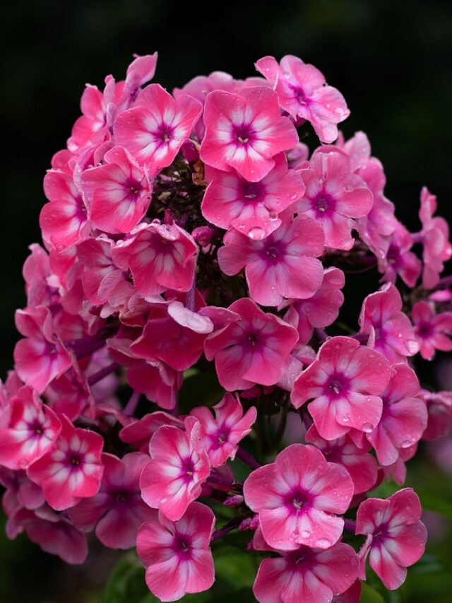 How To Grow Phlox Full Growing Guide! Organicbazar Blog