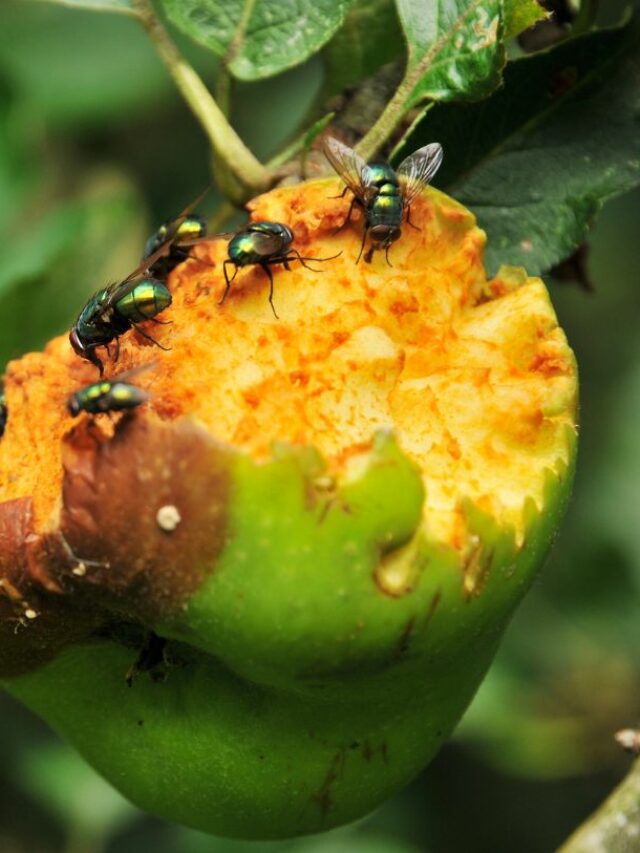 Corn Fly गार्डन की फल मक्खी से छुटकारा पाएं !Get Rid of the Fruit Fly in the ...