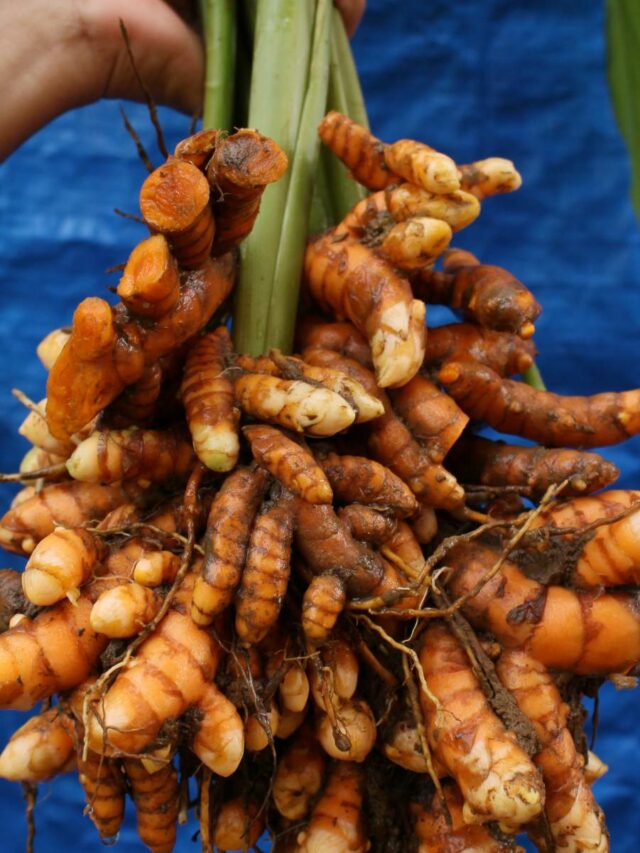 6 Best Organic Fertilizer For Turmeric Plant