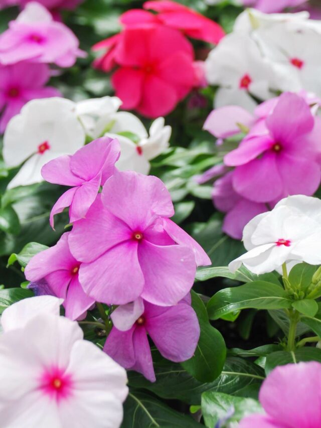 How To Grow Vinca At Home?