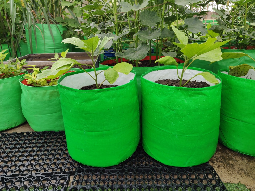 Best Grow Bags for Leafy Vegetables: A Simple and Efficient Gardening  Solution - Organicbazar Blog