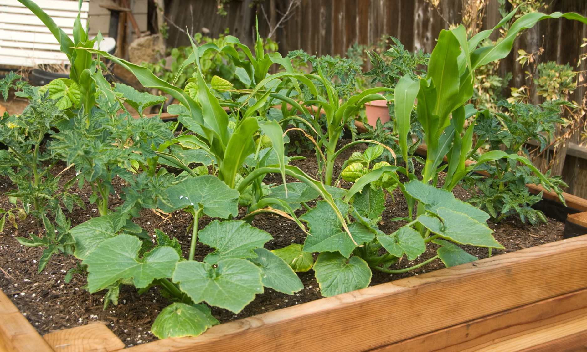 The Best Vegetables to Grow in a Raised Bed from Seed — Meadowlark Journal