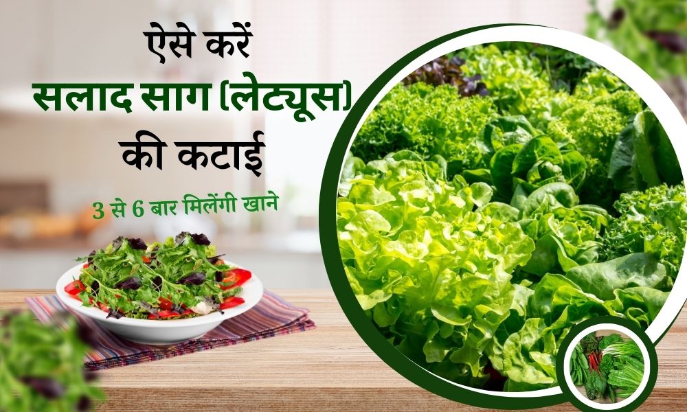कैसे करें सलाद के हरे पत्तों (लेट्यूस) की कटाई How To Harvest Lettuce