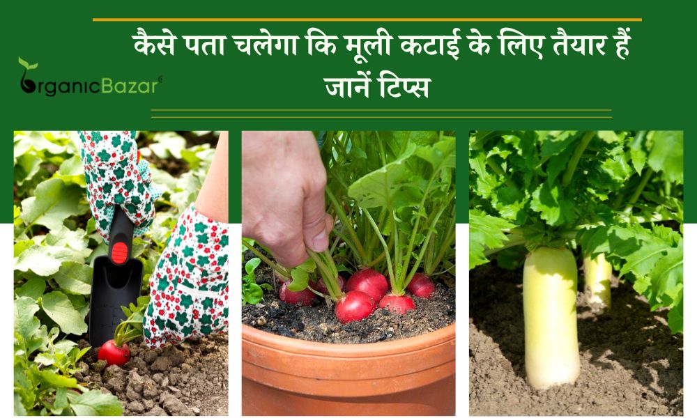 कैसे पता चलेगा कि मूली कटाई के लिए तैयार हैं, जानें टिप्स How To Know