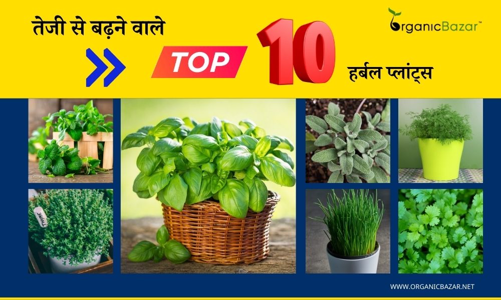 गार्डन में लगाएं तेजी से बढ़ने वाले ये 10 हर्बल प्लांट्स Top 10
