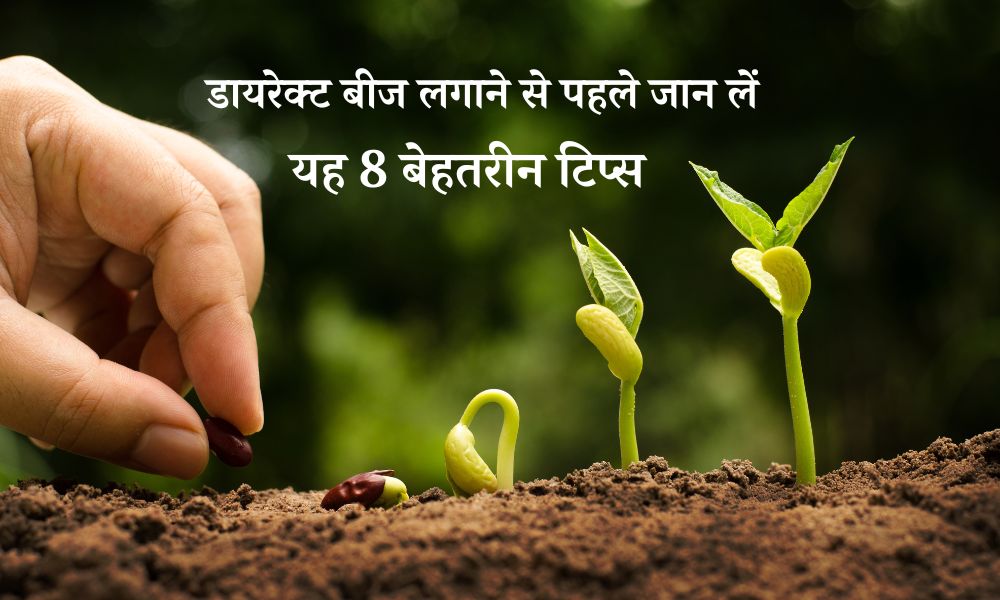 लगाने जा रहे हैं डायरेक्ट विधि से पौधा, तो जान लें यह 8 बेहतरीन टिप्स