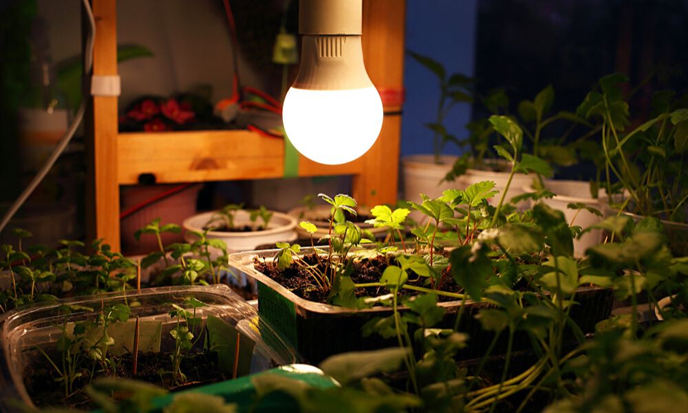 क्या इनडोर पौधों के लिए सामान्य एलईडी लाइट का उपयोग करना सही है Can