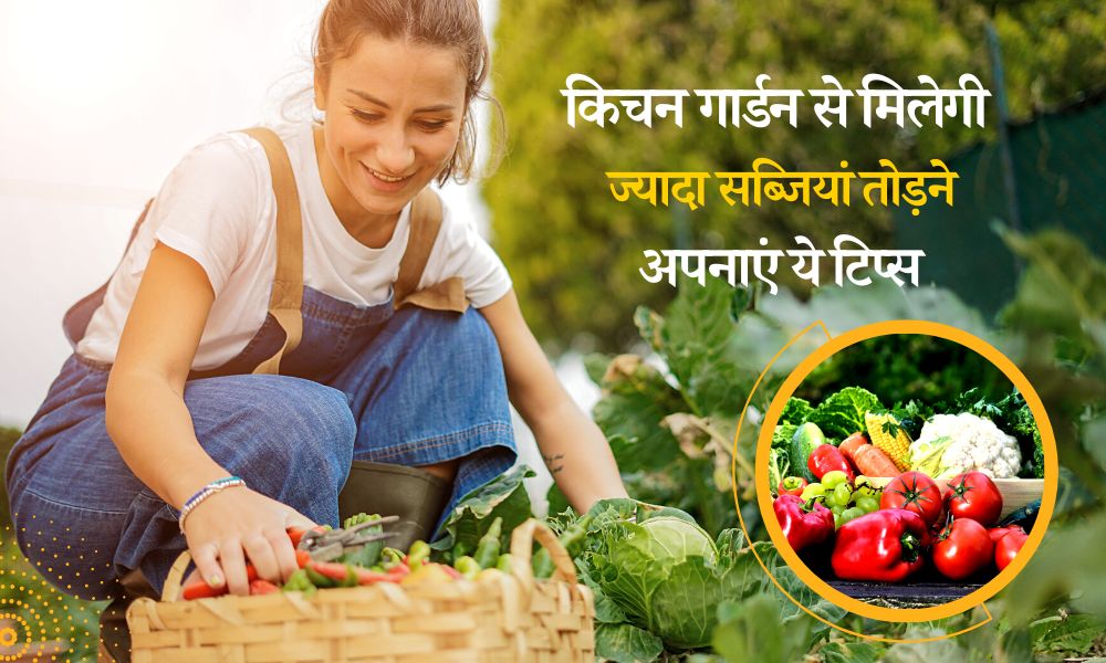 किचन गार्डन से तोड़ने मिलेगी ज्यादा सब्जियां, अपनाएं ये टिप्स - How To ...
