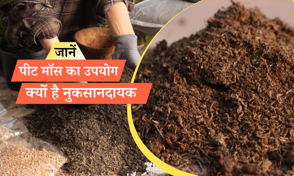 पीट मॉस का उपयोग करना क्यों खराब है, जानें इस लेख में Problem With
