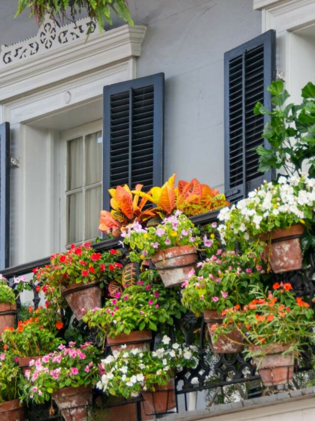 How To Protect Balcony Garden In Summer Season? Organicbazar Blog