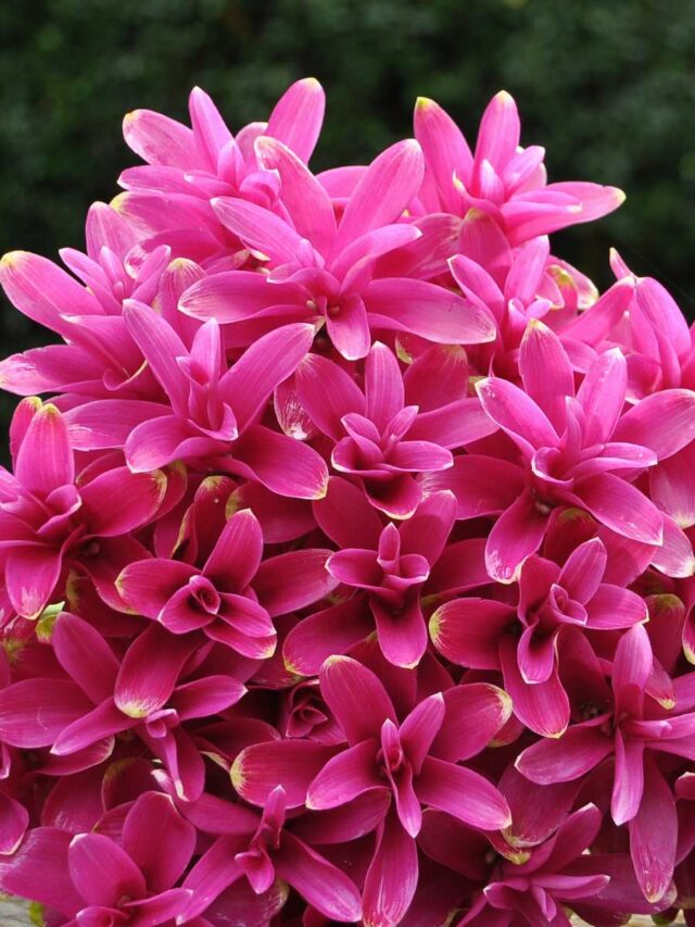 How To Grow Curcuma Flower From Bulb? Organicbazar Blog