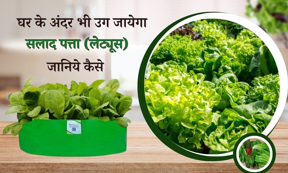 घर के अंदर भी उग जायेगा लेट्यूस का पौधा, जानिये कैसे How To Grow