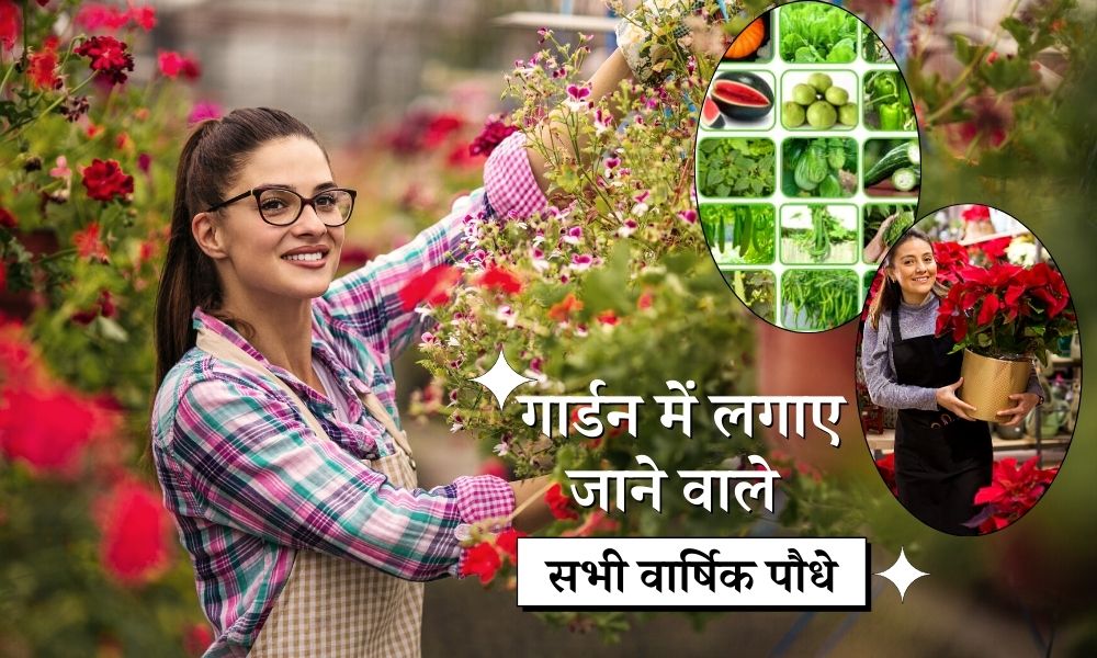 इन वार्षिक पौधों को लगाएं और रखें अपने होम गार्डन को हरा-भरा - Annual