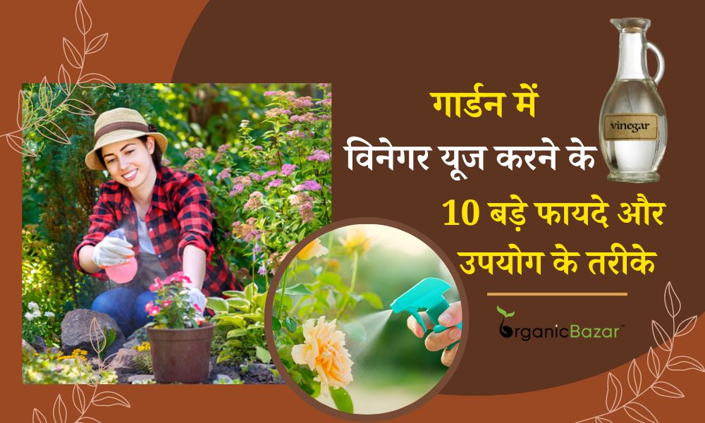 गार्डन में सिरका (विनेगर) यूज करने के 10 बड़े फायदे और उपयोग के तरीके
